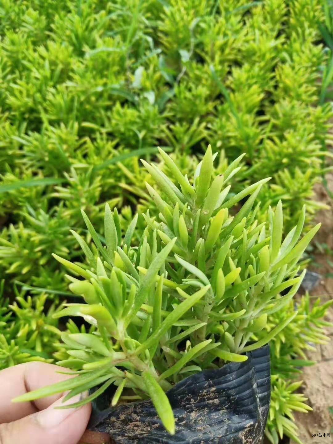 金叶佛甲草种植基地金叶佛甲草