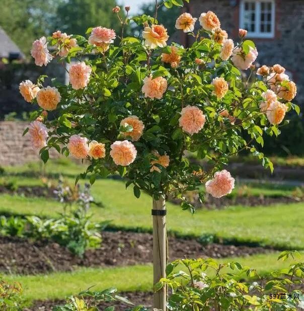 树桩月季苗木独杆月季苗木