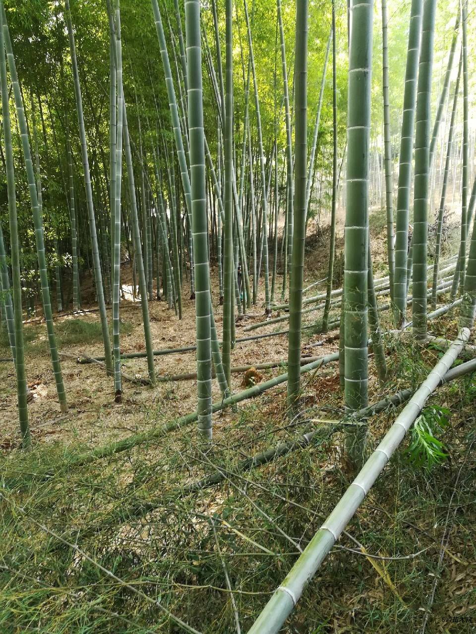 销售毛竹毛竹小苗