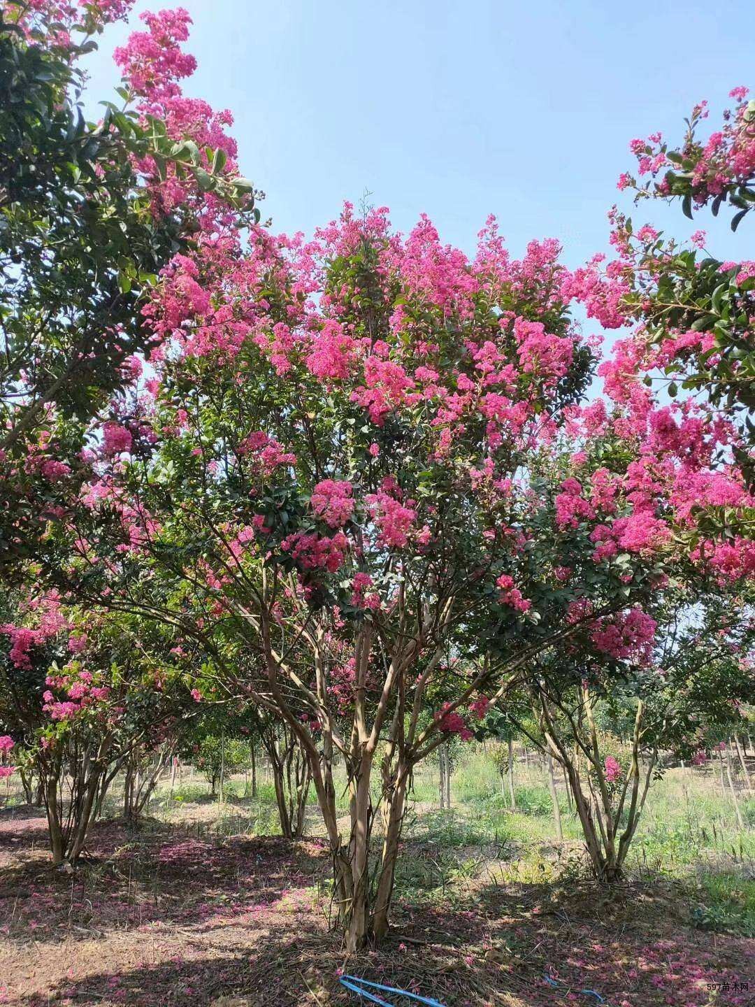 供应紫薇,红花紫薇价格/图片 优质红花紫薇苗圃直销