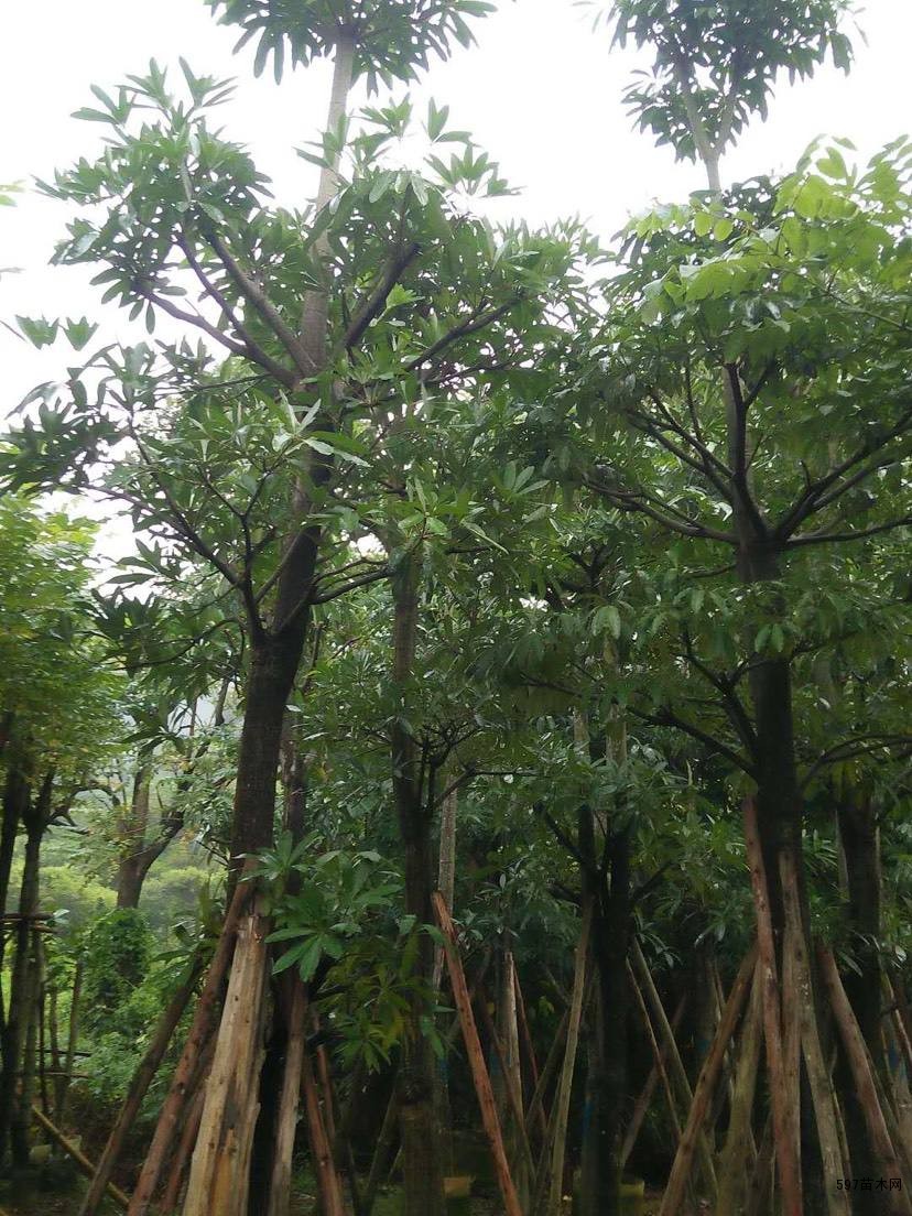 供应中华灯台树中华灯台树苗木