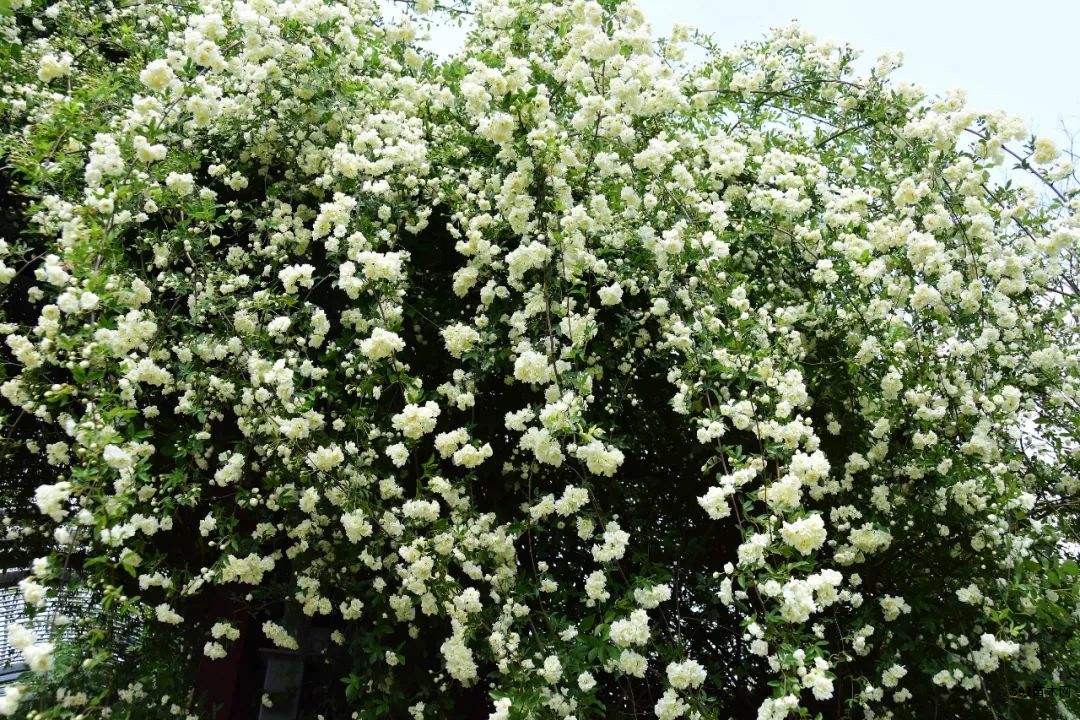 供应木香花木香苗