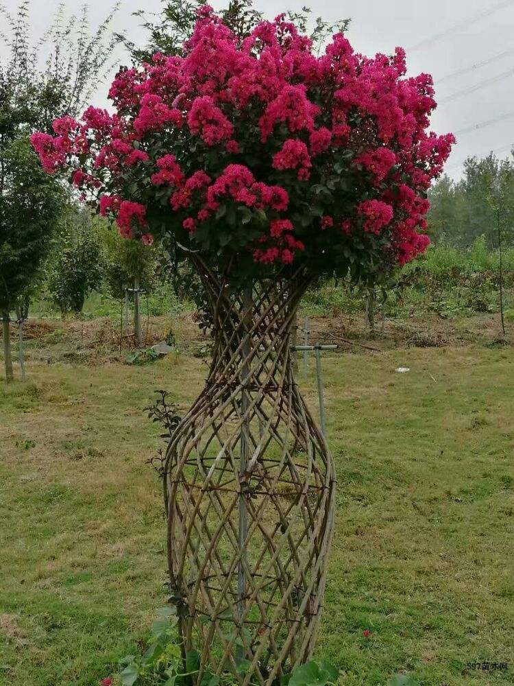 造型紫薇花瓶基地紫薇花瓶