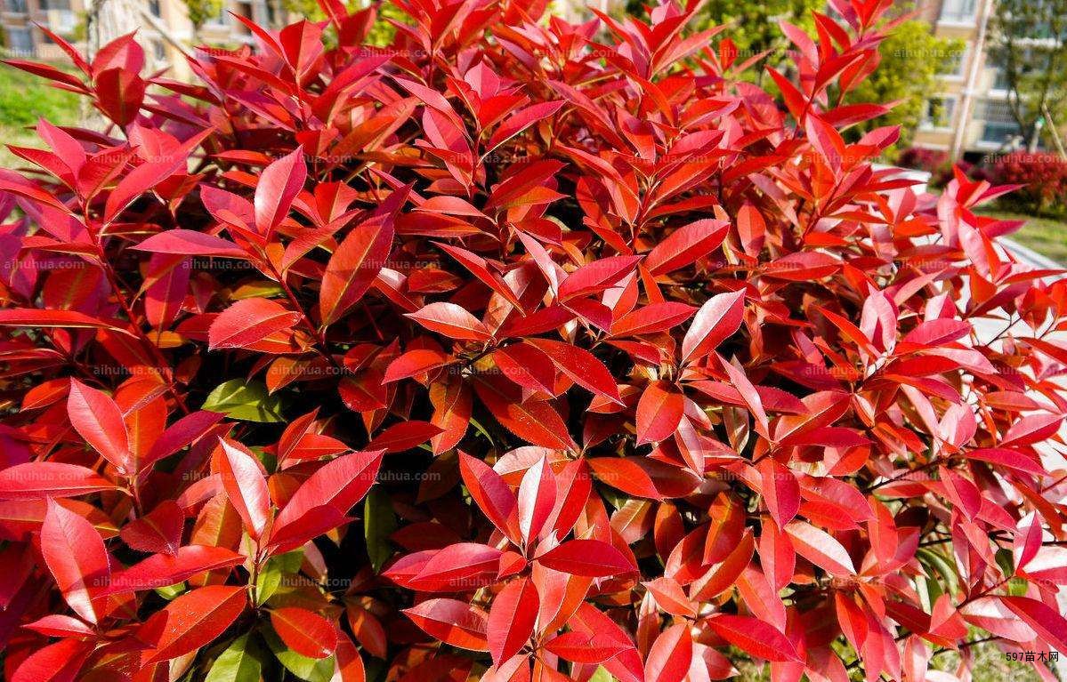 供应红叶石楠小苗红叶石楠球