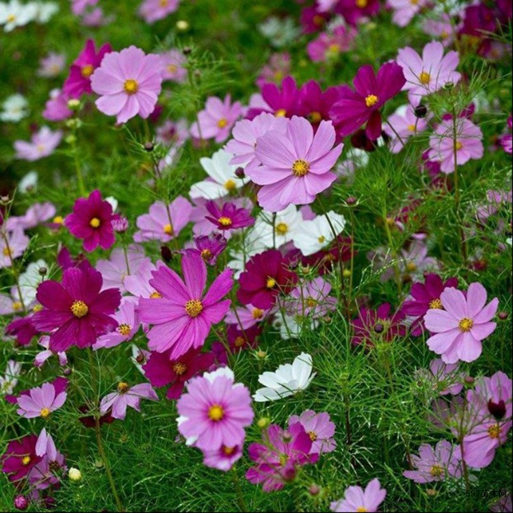 百日草种子百日草种子多少钱一斤百日草图片