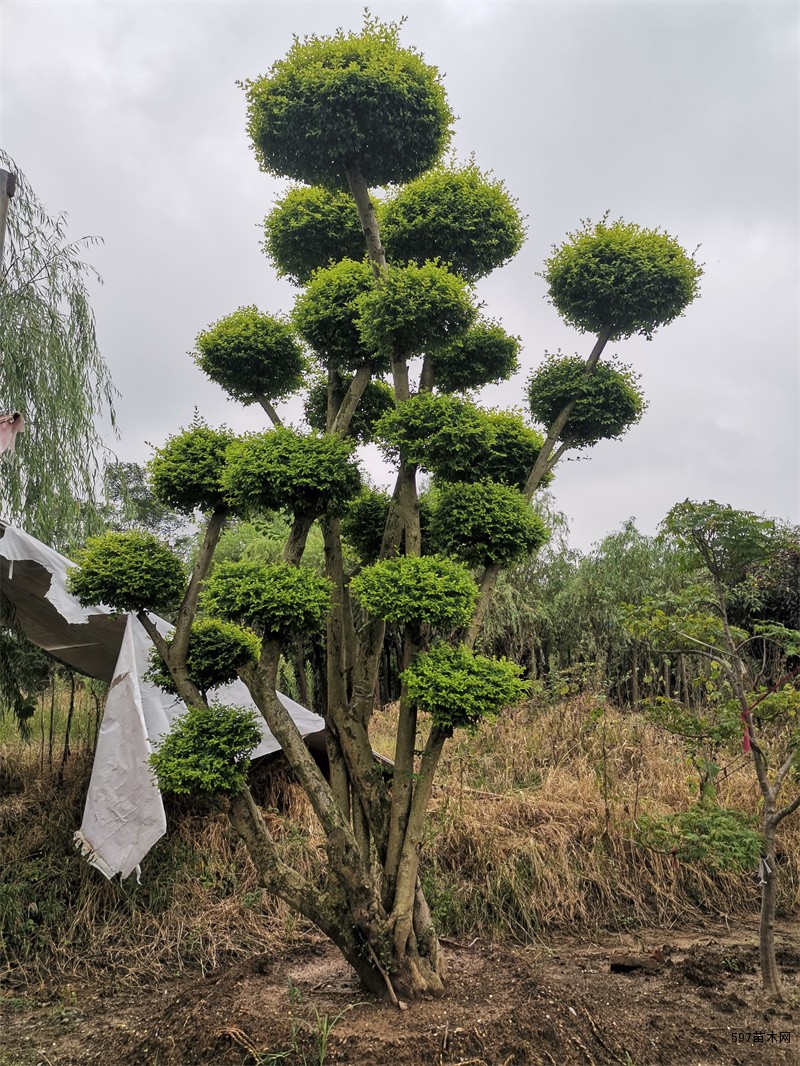 苗圃造型女贞造型小叶女贞