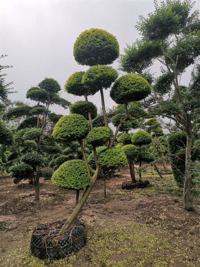 苗圃造型女贞造型小叶女贞