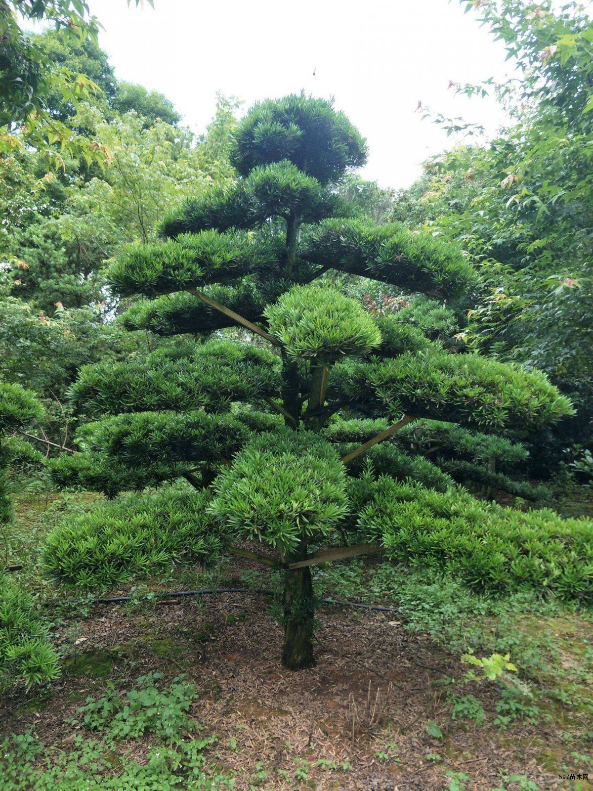 基地造型罗汉松罗汉松苗木