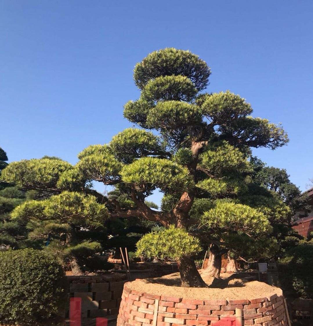 基地造型罗汉松罗汉松苗木