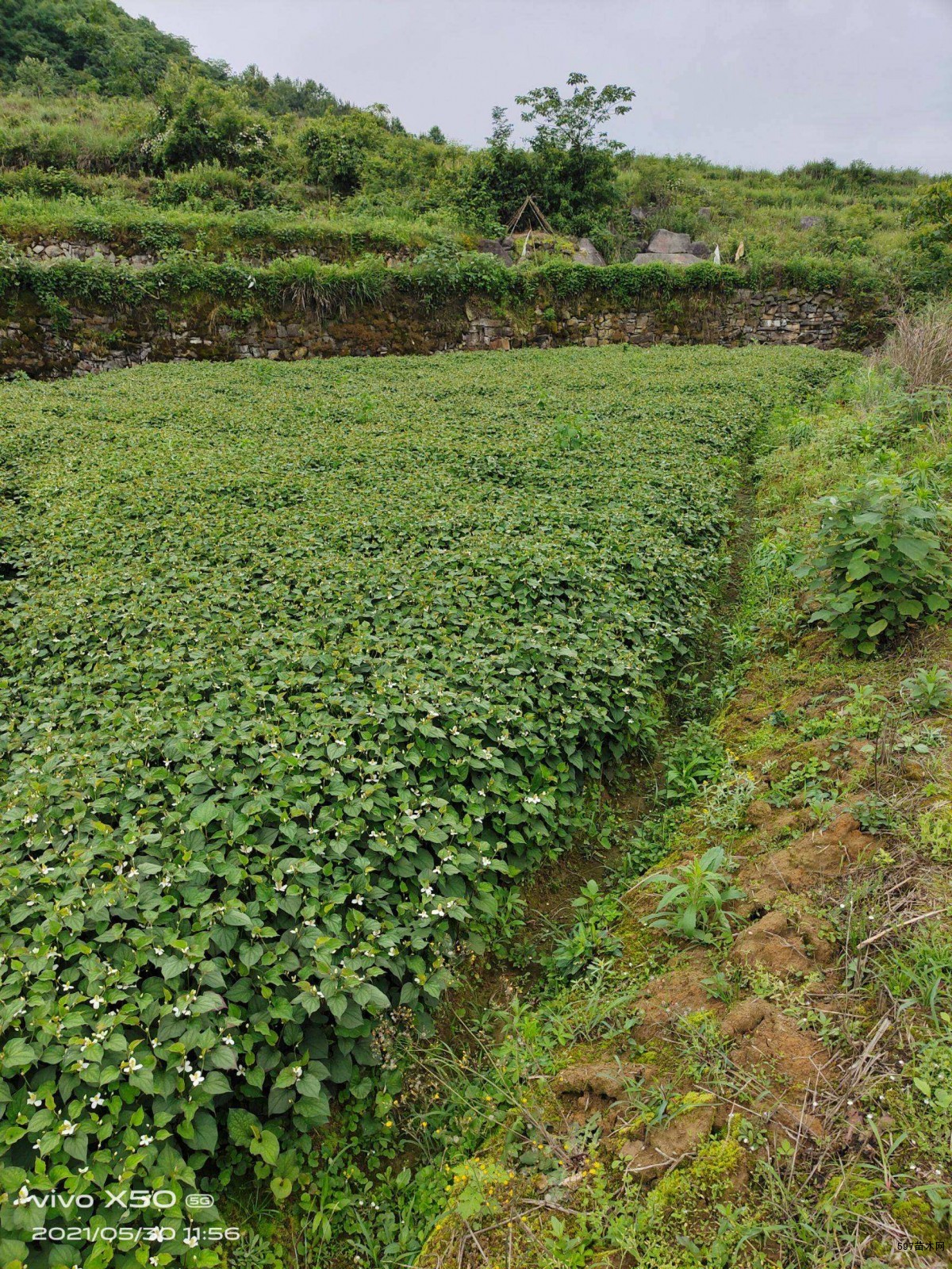 供应鱼腥草鱼腥草基地价格图片量大优惠