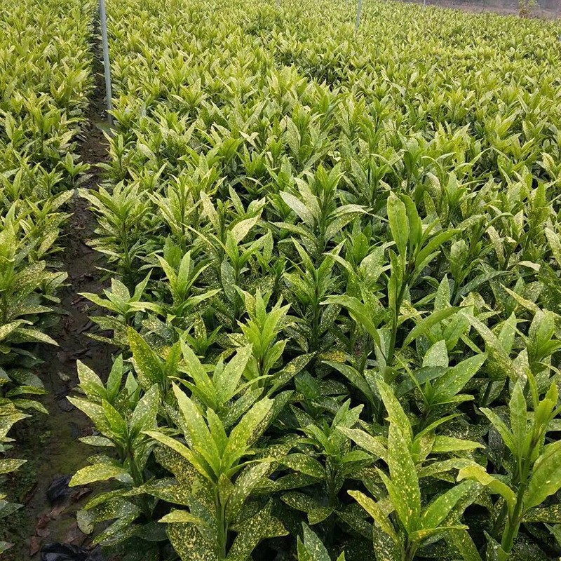 苗圃洒金珊瑚洒金桃叶珊瑚杯苗