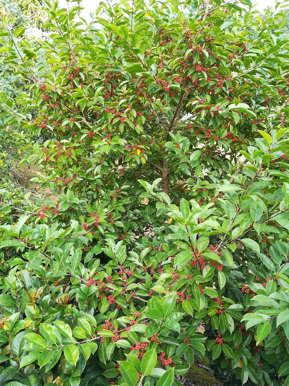 供应红果冬青树