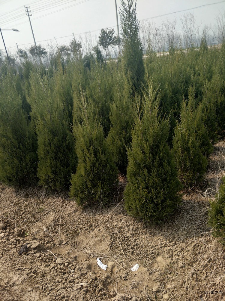 塔松塔松价格塔松基地