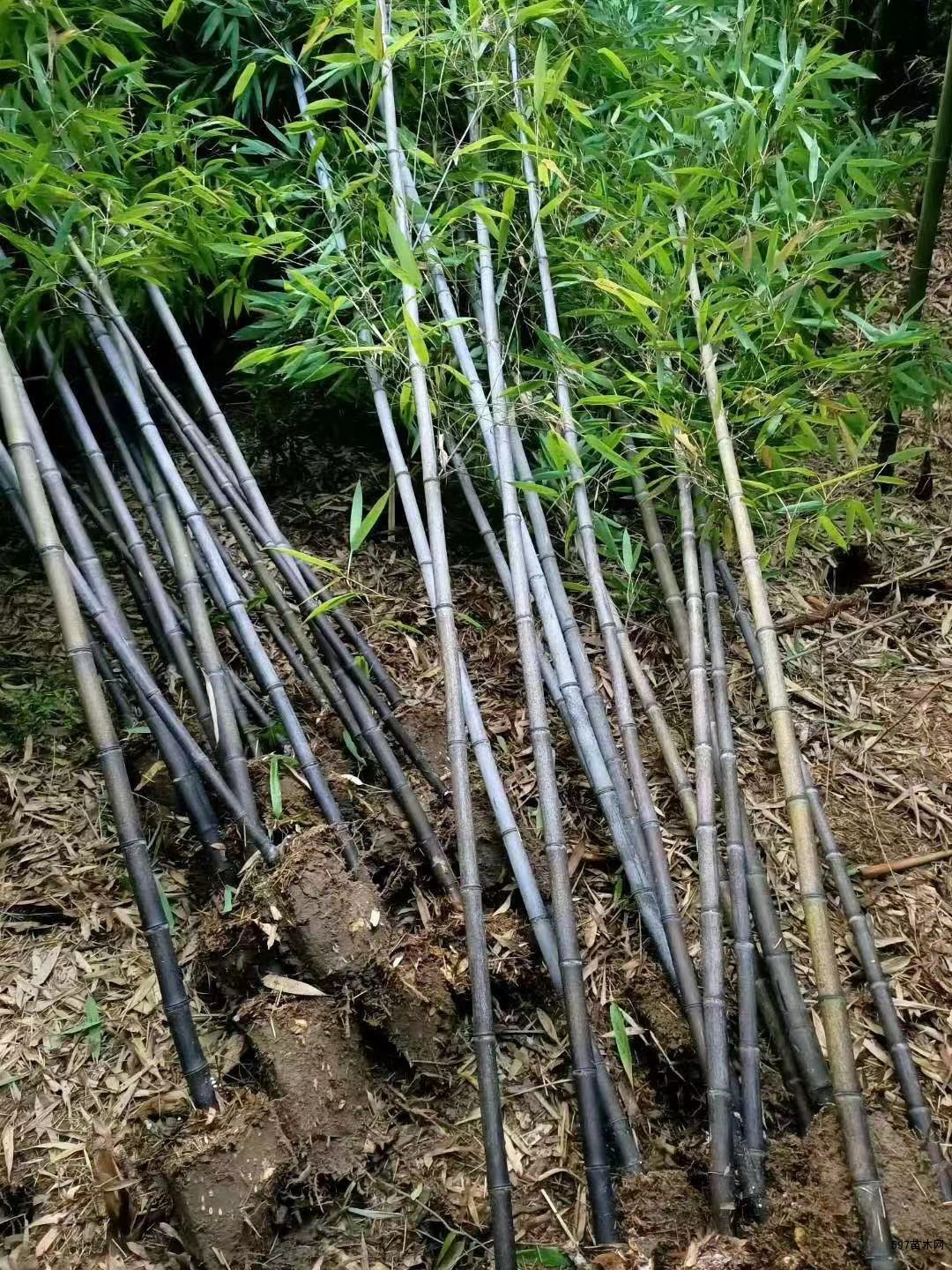 紫竹价格紫竹图片紫竹基地紫竹产地