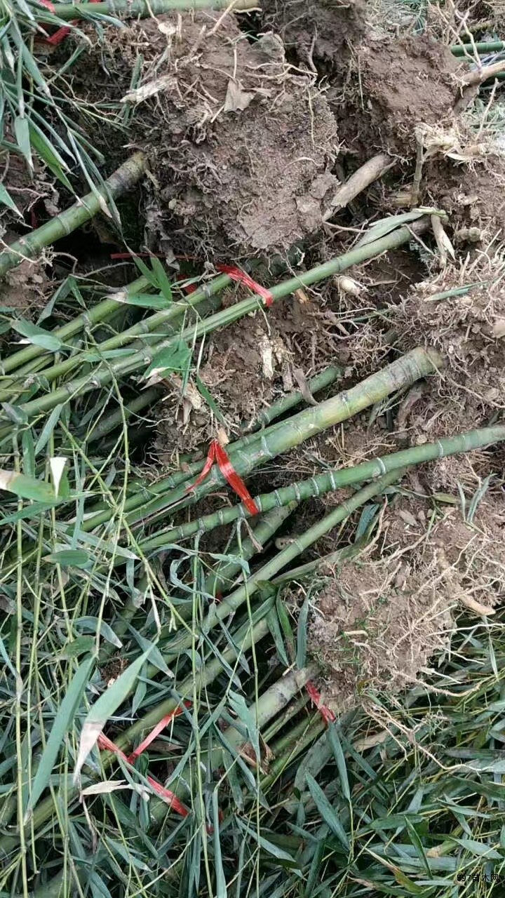 罗汉竹价格罗汉竹图片罗汉竹基地罗汉竹产地