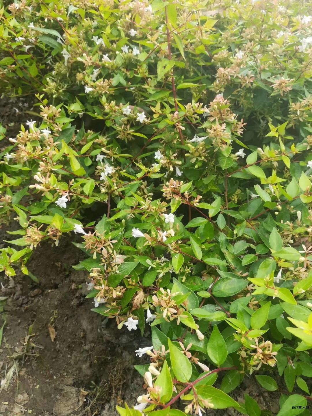 大花六道木价格大花六道木图片大花六道木基地