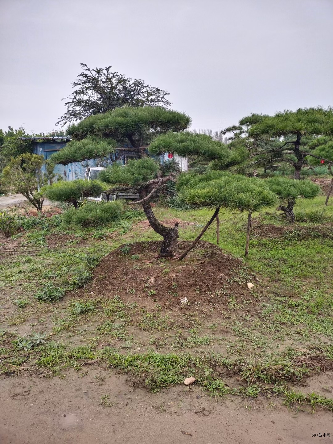 造型黑松价格造型黑松图片造型黑松基地造型黑松产地