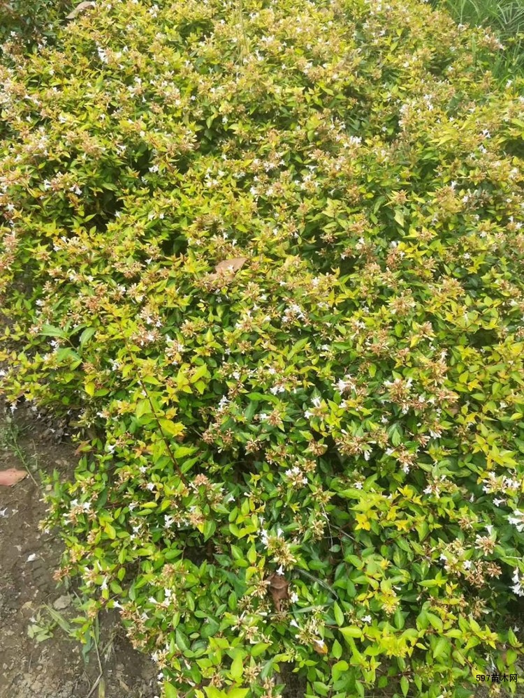 大花六道木价格大花六道木图片大花六道木基地