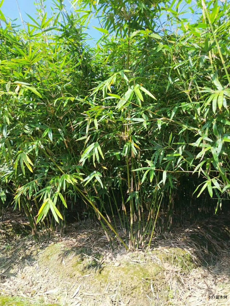 慈孝竹价格慈孝竹图片慈孝竹基地慈孝竹产地