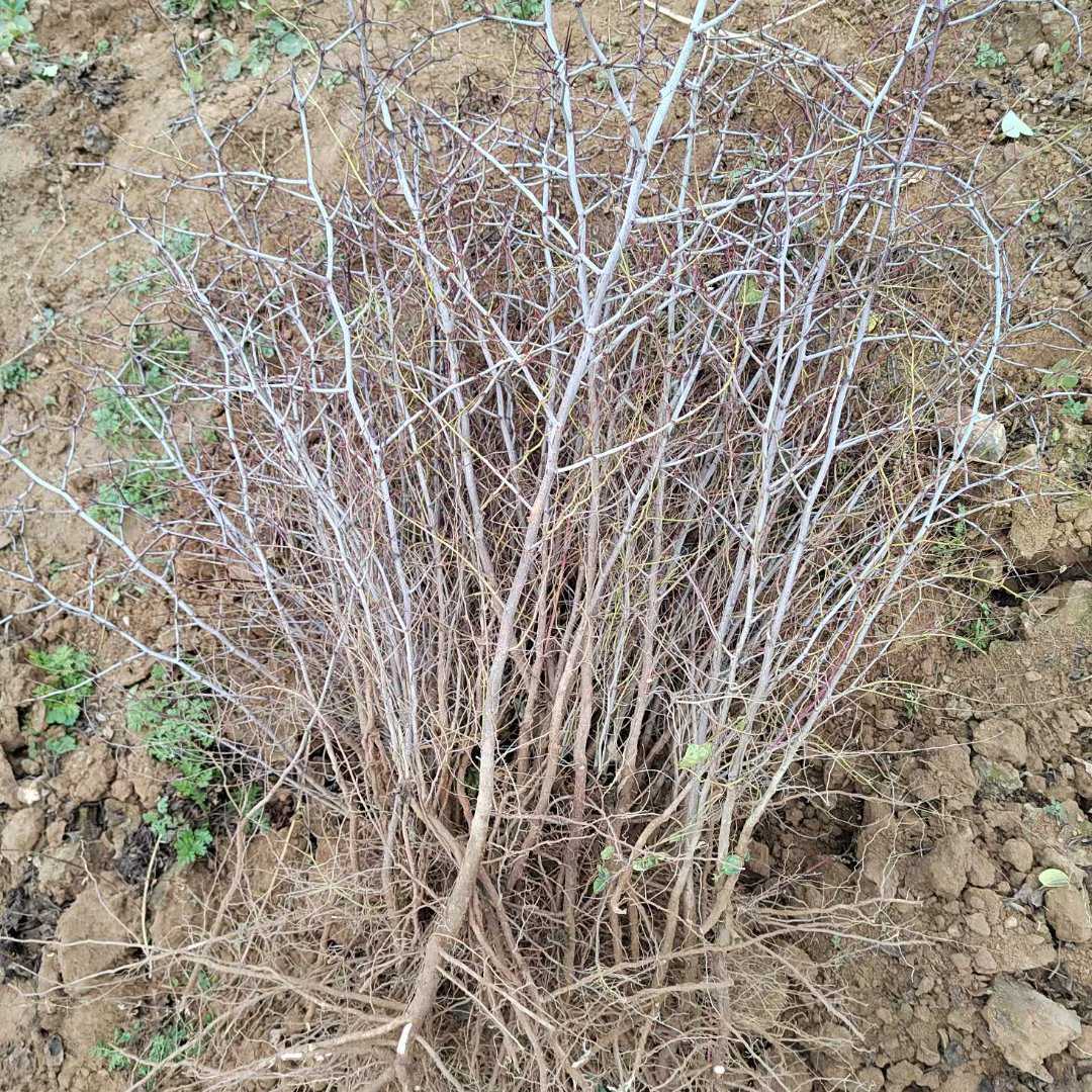 酸枣苗药用酸枣苗嫁接枣树成品优良占木