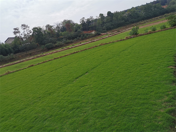 湖南绿化草皮基地绿化草皮价格郴州草坪基地