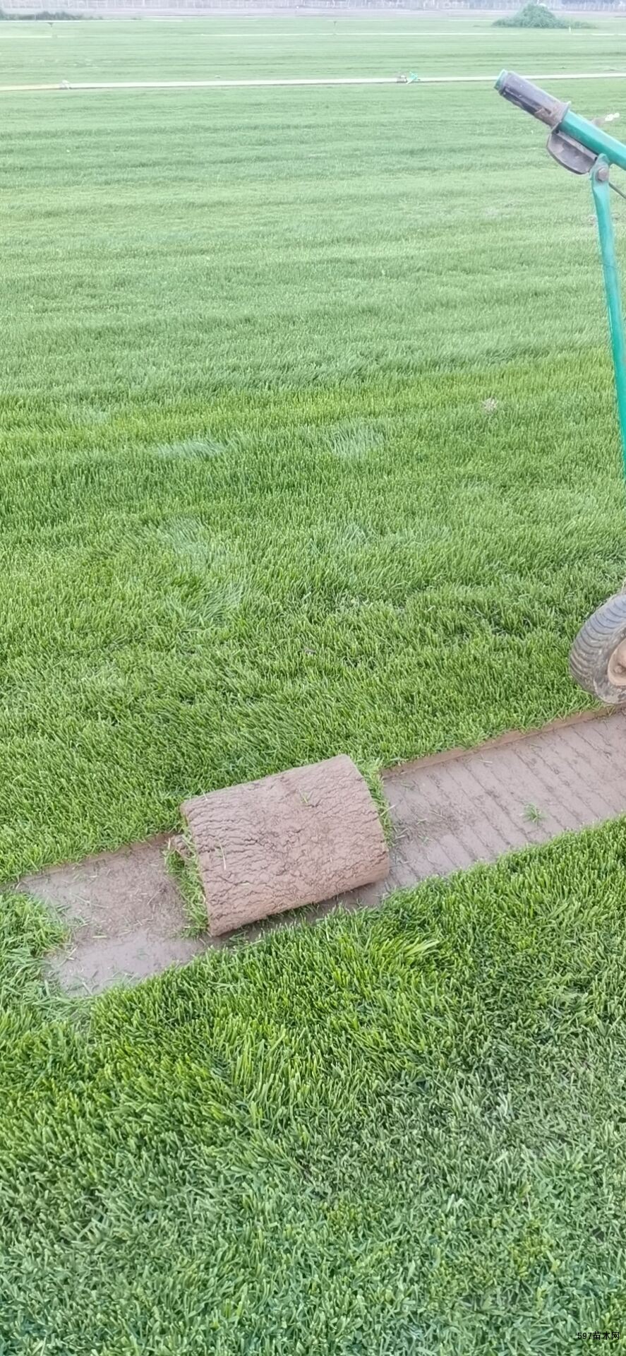 早熟禾高羊茅黑麦草混播草坪