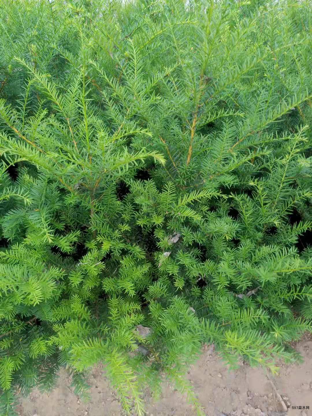东北红豆杉苗,红豆杉实生苗,种播苗-597苗木网