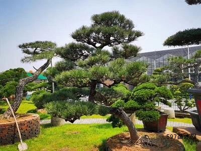 苗圃销售造型油松造型油松图片价格