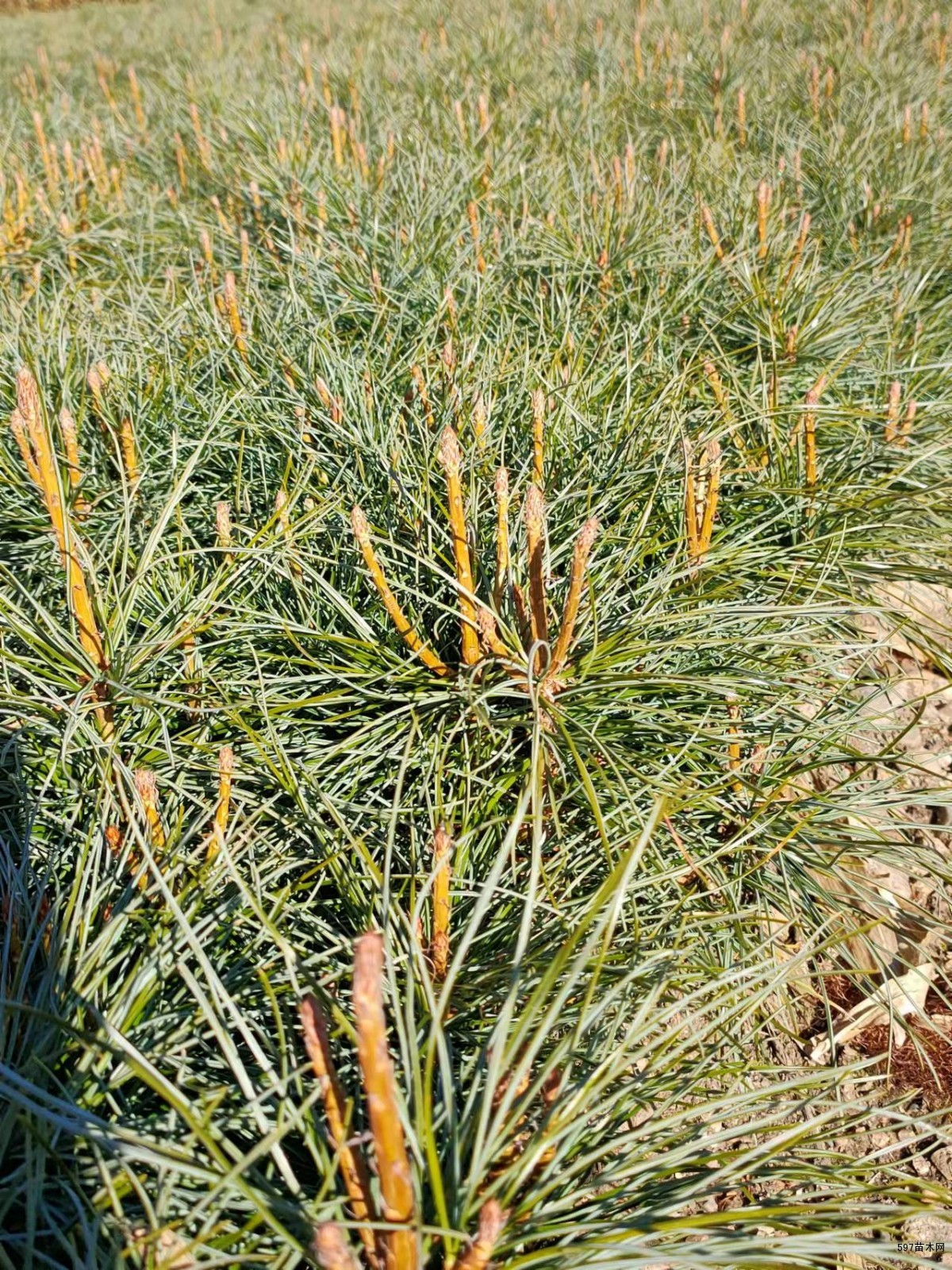 红松苗圃红松小苗15年东北红松