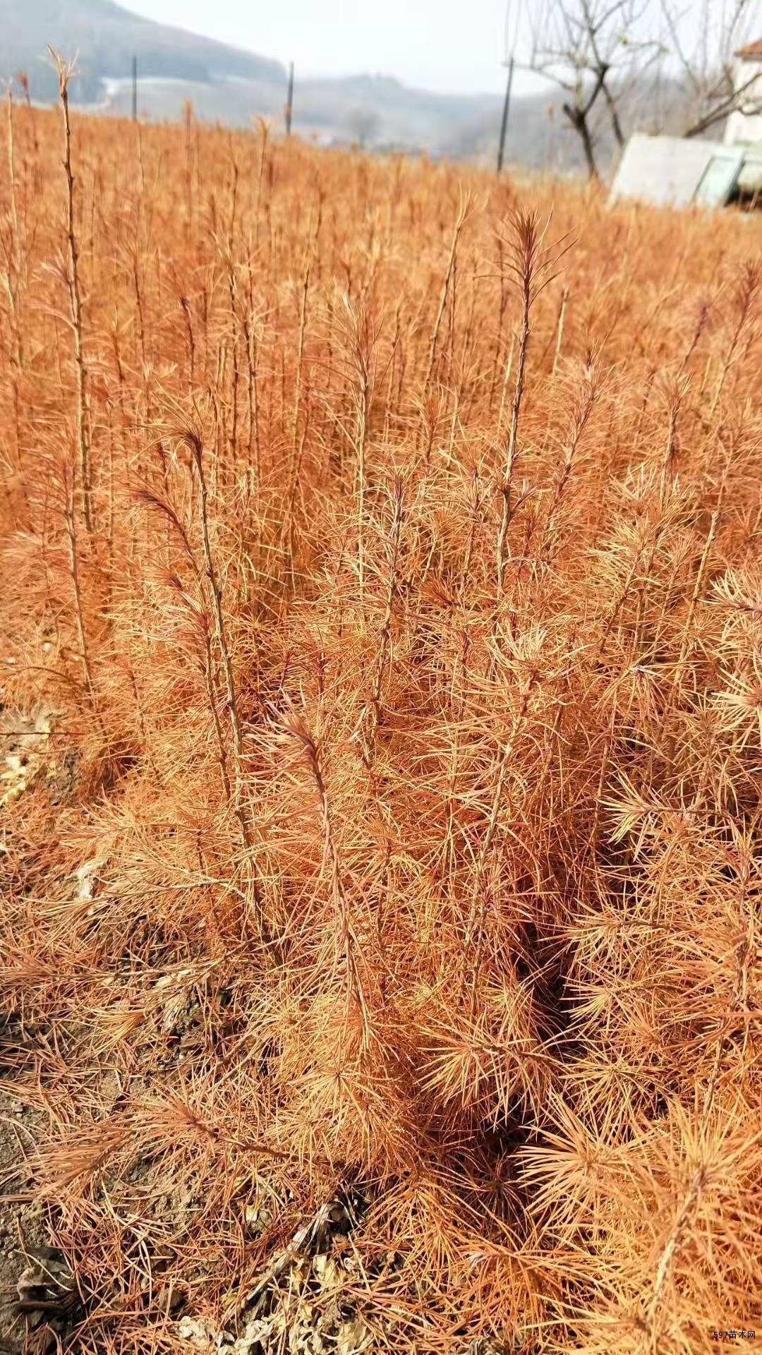 落叶松苗圃落叶松小苗东北落叶松