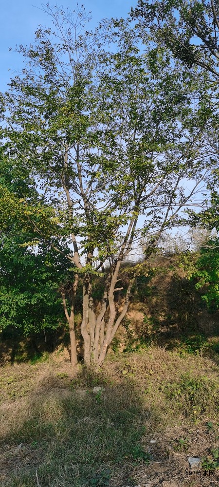 朴树丛生朴树