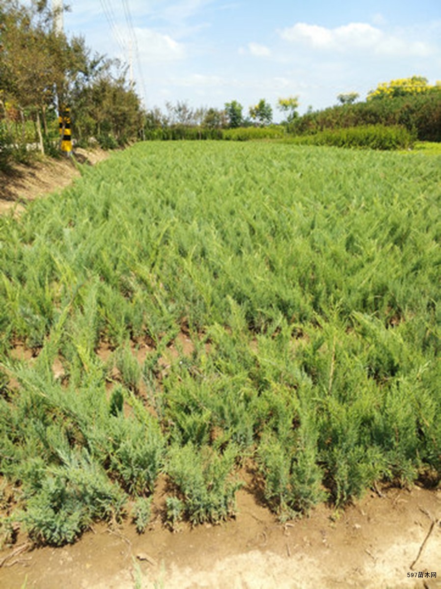 铺地柏爬地柏沙地柏