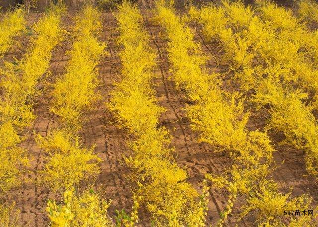 迎春花黄金条金腰带连翘苗木金叶连翘基地直发