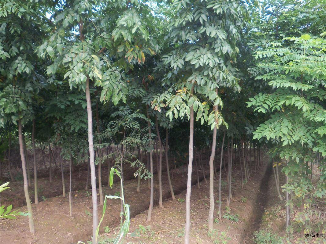 供应七叶树苗木七叶树小苗