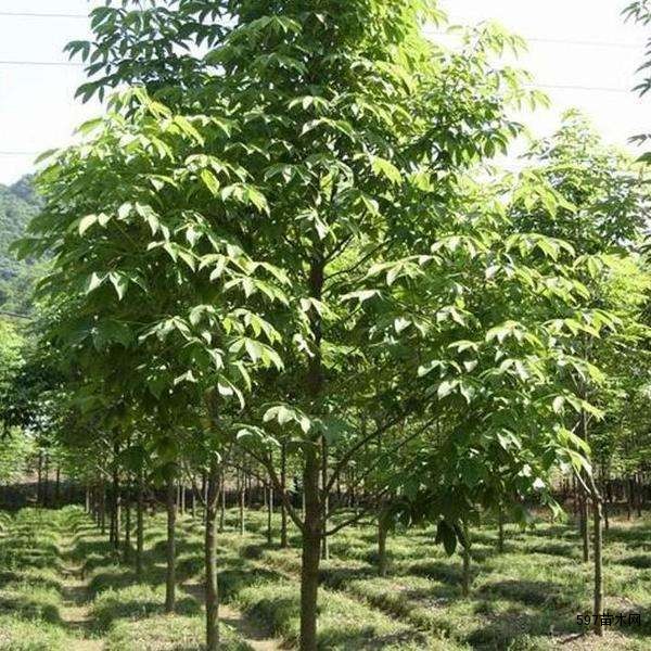 供应七叶树苗木七叶树小苗