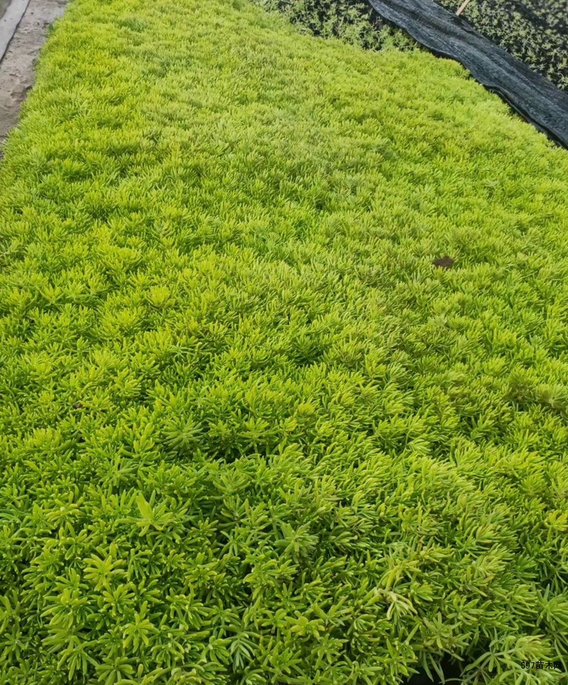 佛甲草苗木佛甲草绿化苗批发佛甲草小苗