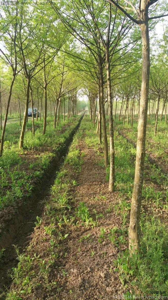 枫杨小苗,枫杨2-15公分|苗木销售信息|597苗木网