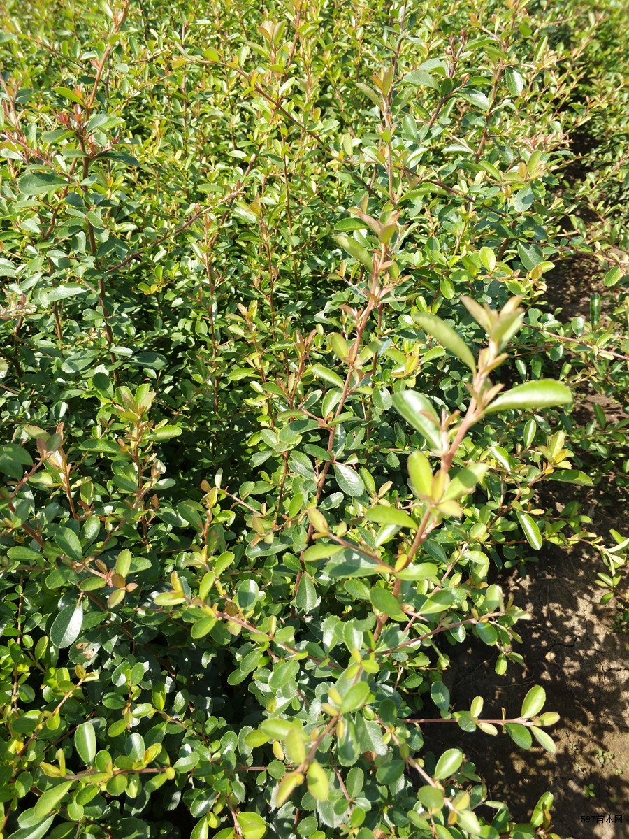 火棘苗木火棘球价格火棘小苗火棘球价格