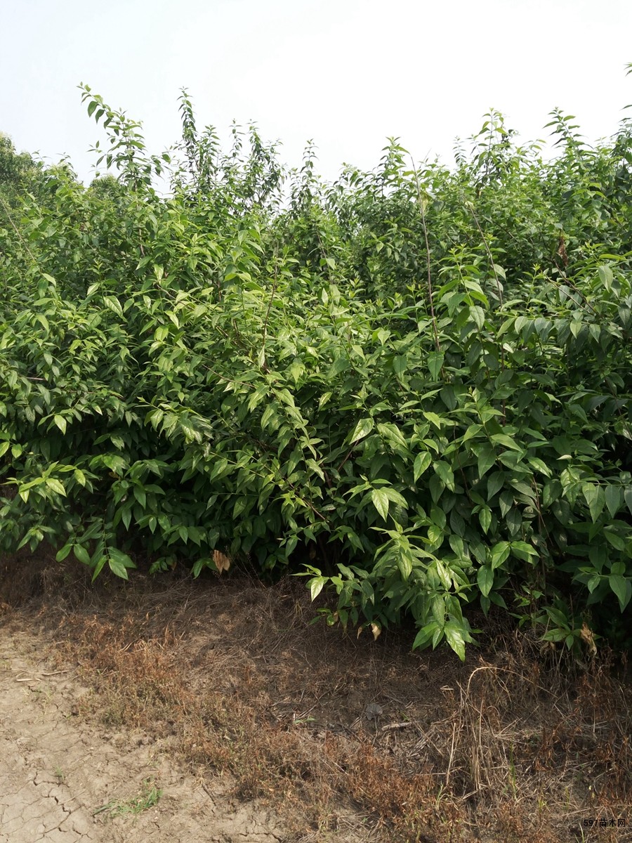 腊梅苗木丛生腊梅独杆红花红花继木球龙柏球