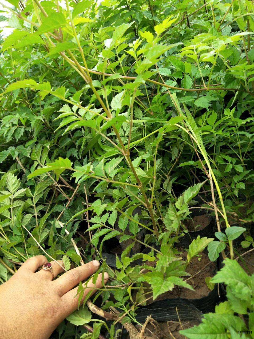 凌霄苗木凌霄小苗凌霄绿化苗