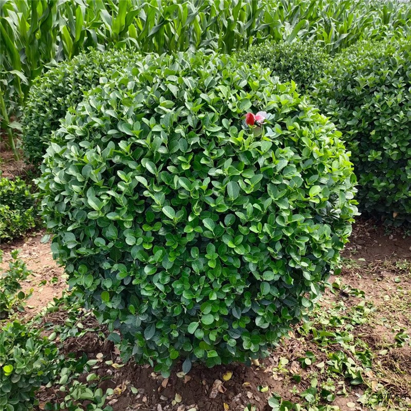 卫矛球苗木卫矛球小苗卫矛苗木