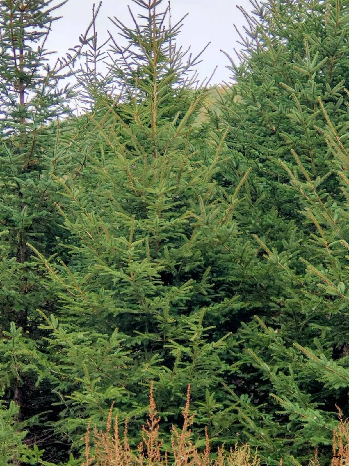 云杉苗云杉树苗青扦云杉苗红皮云杉苗