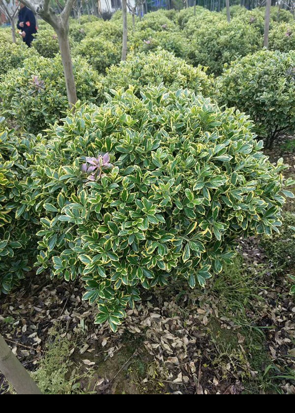 金边黄杨球小苗金边黄杨球