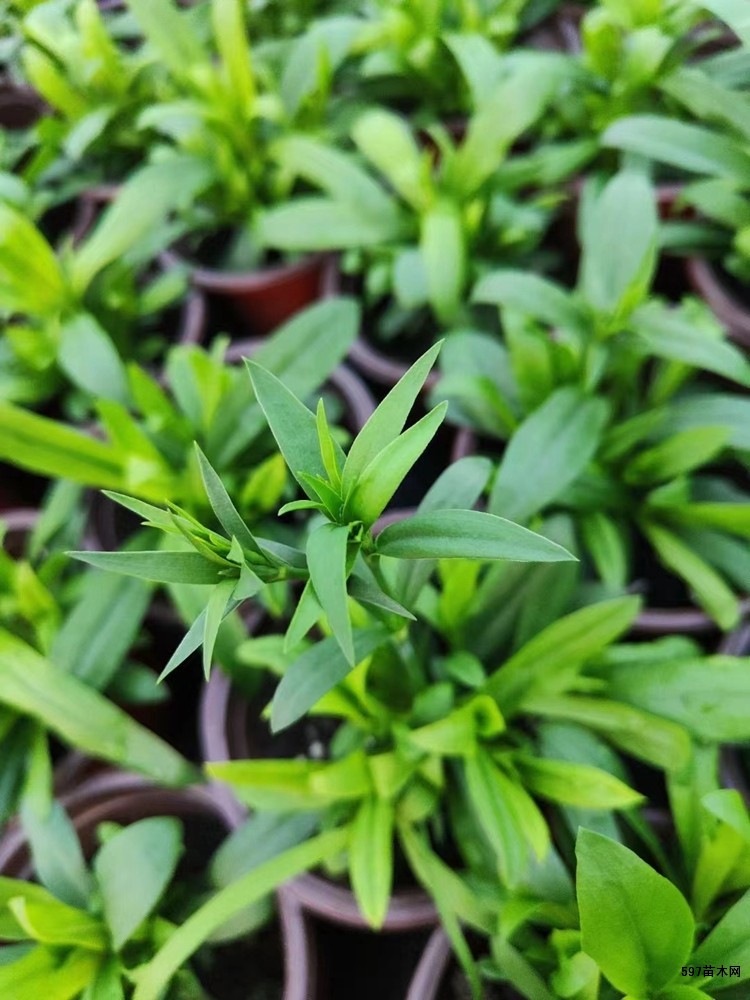 常夏石竹小苗常夏石竹绿化苗