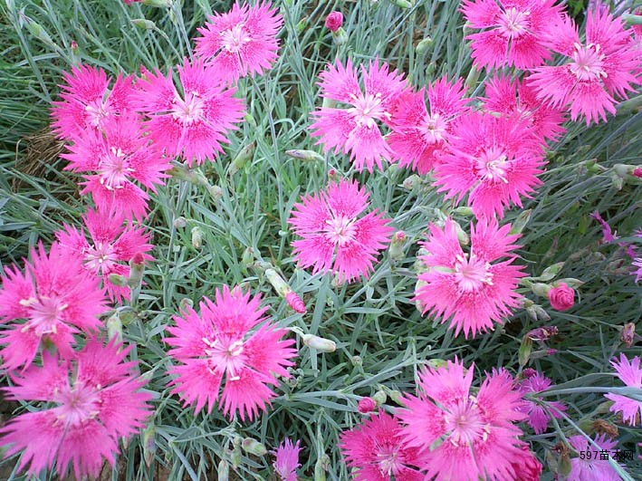 供应常夏石竹常夏石竹小苗