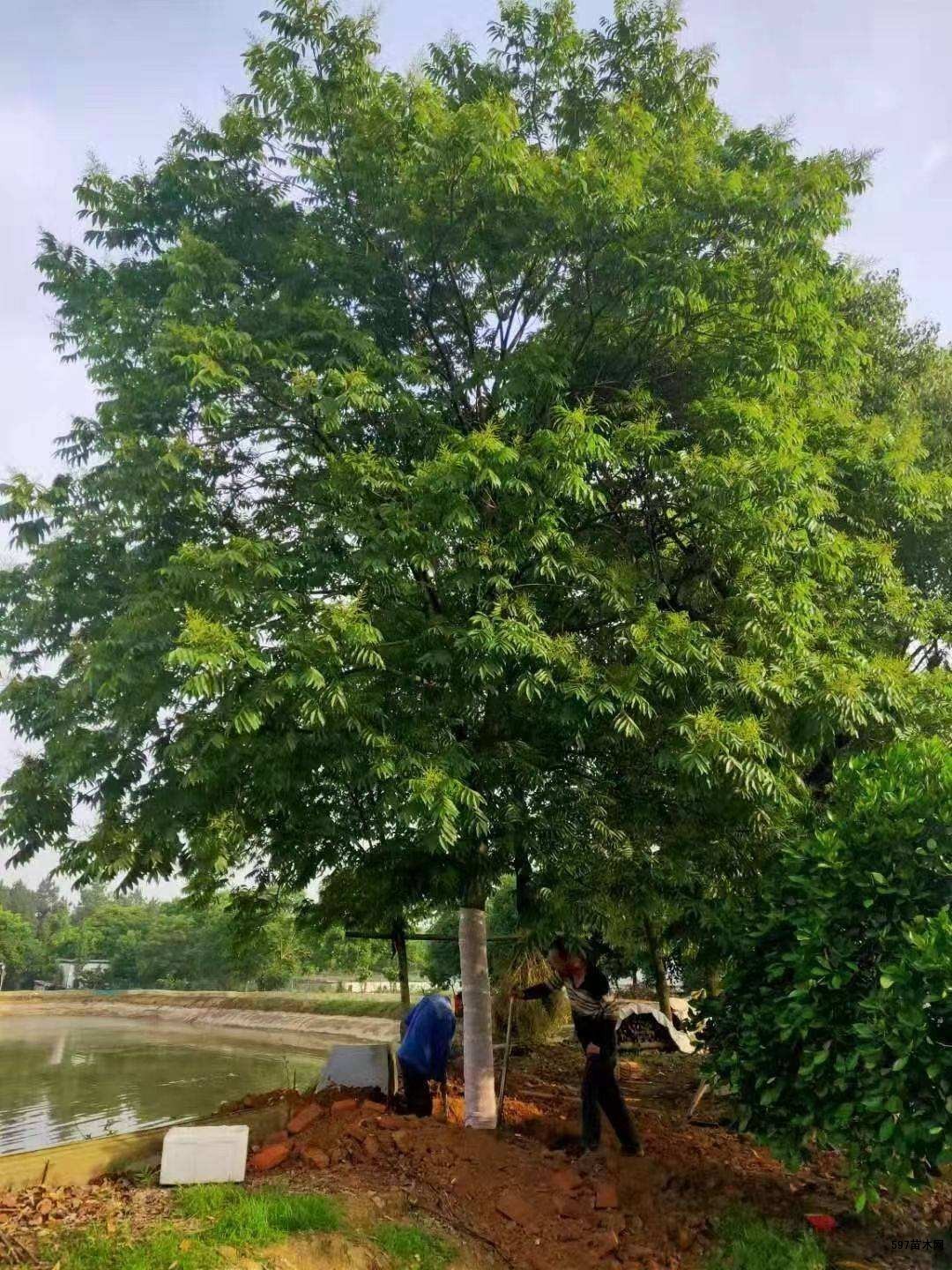 无患子苗木无患子苗木