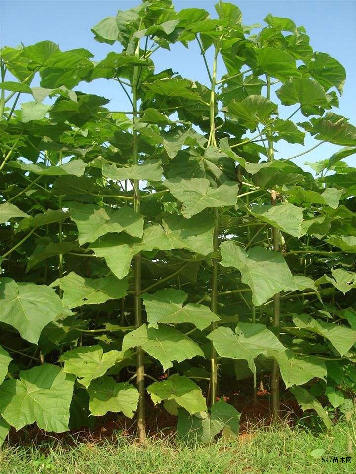 泡桐绿化苗泡桐苗木