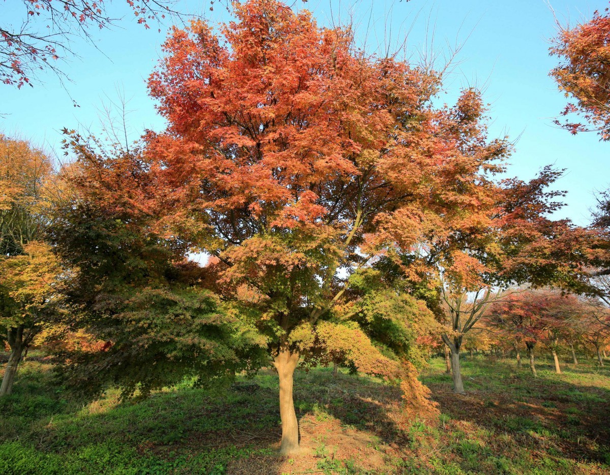 鸡爪槭苗木 鸡爪槭 小苗|苗木销售信息|597苗木网