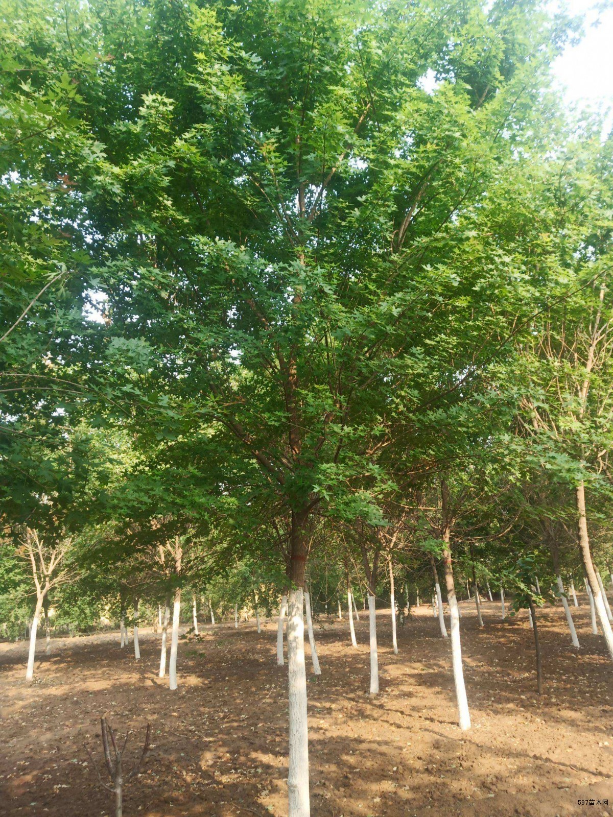 五角枫小苗五角枫苗木