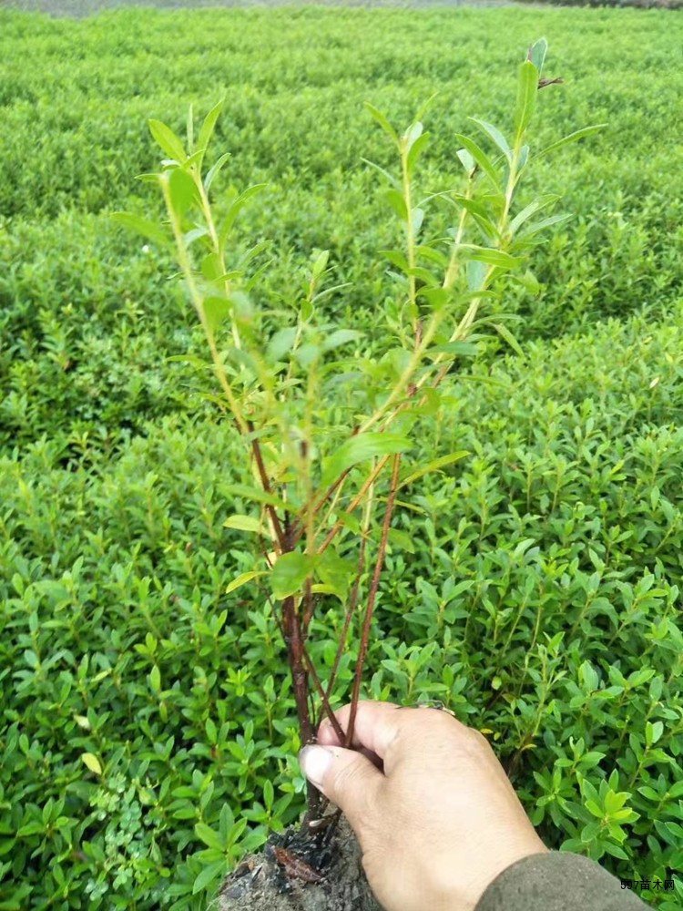供应夏娟夏娟小苗